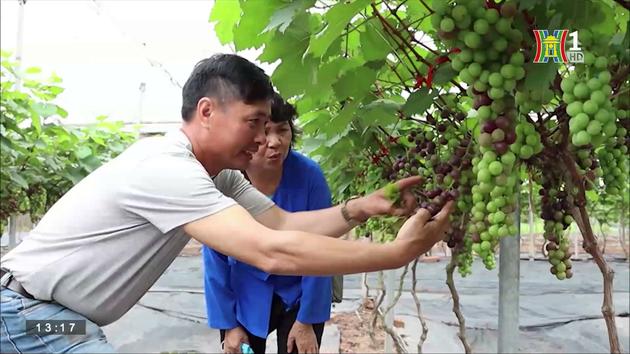 Nhân rộng các mô hình nông nghiệp triển vọng| Chuyện ở ngoại thành| 30/9/2023