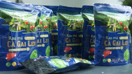 Trà rau má - cà gai leo được sản xuất như thế nào? | Made in Hanoi | 30/05/2025