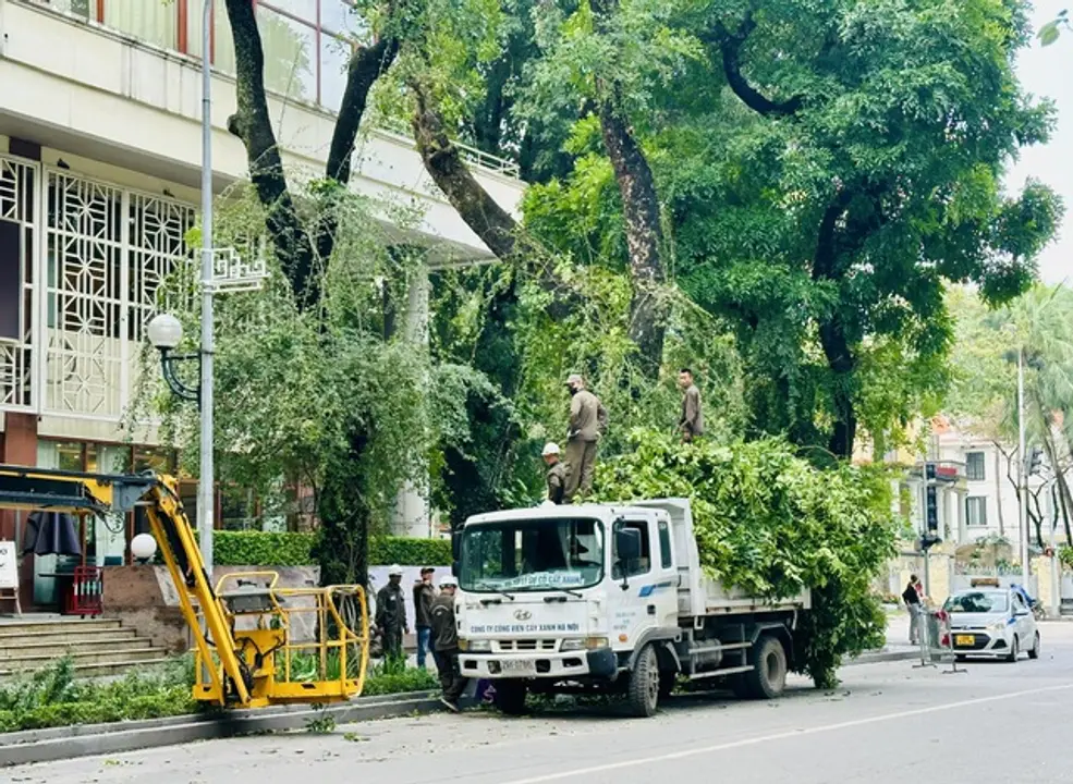 Công ty TNHH MTV Công viên cây xanh và các đơn vị duy trì cây xanh thường xuyên duy trì cắt tỉa cây xanh để đảm bảo an toàn trong mùa mưa bão.