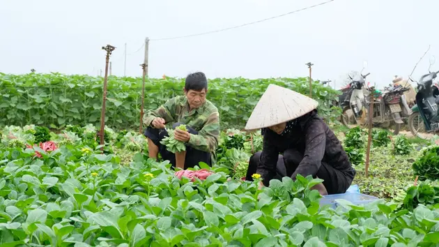 Hà Nội bảo đảm nguồn cung nông sản Tết Ất Tỵ