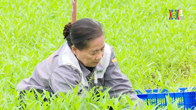 Kết nối thông tin nông sản trong nước | Quản lý chất lượng nông lâm thủy sản | 03/11/2023
