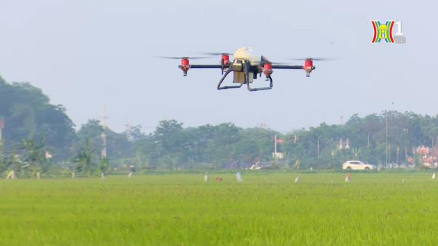 Hà Nội thâm canh lúa chất lượng cao hướng tới hữu cơ| Thực phẩm an toàn| 16/11/2023