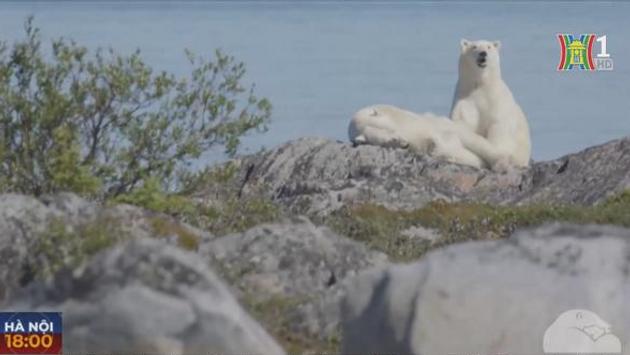 Gấu Bắc Cực có nguy cơ chết đói do băng tan