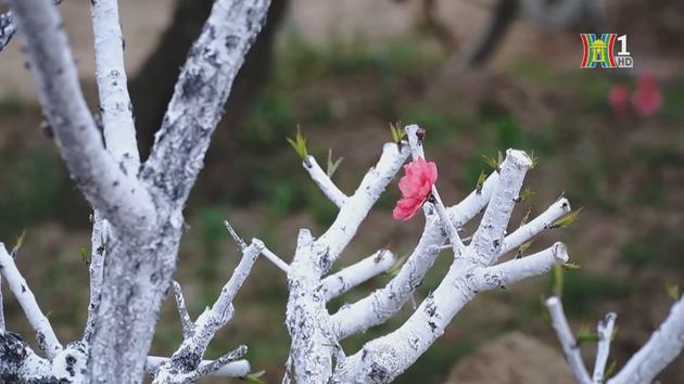 Làng hoa trong ký ức người Ngọc Hà | Chuyện Hà Nội | 22/05/2024