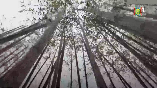 Độc đáo 'rừng trúc' bên hồ Trúc Bạch