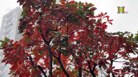 Rực rỡ sắc đỏ lộc vừng mùa thay lá