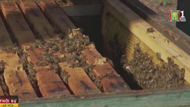 Hungary không gia hạn lệnh cấm nhập khẩu mật ong từ Ukraine