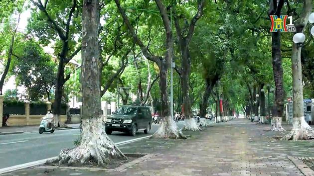 Cây xanh nào ở Hà Nội cũng có giá trị