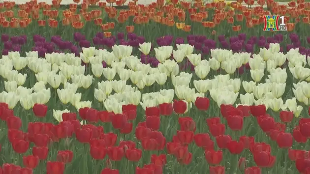 Chiêm ngưỡng vườn hoa tulip lớn nhất châu Á tại Ấn Độ