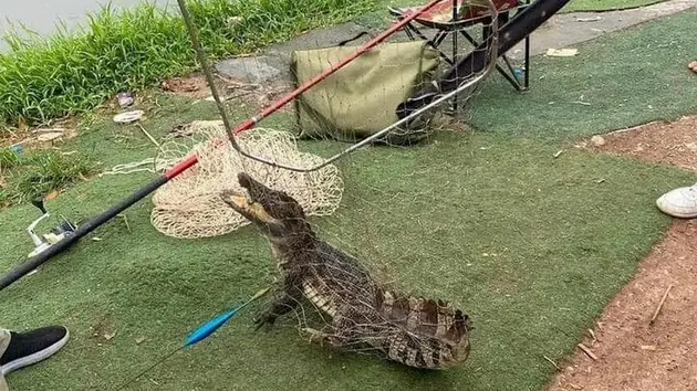 Bắt được cá sấu trong hồ câu tại Hà Nội