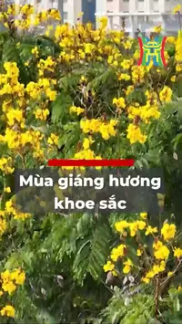 Mùa giáng hương khoe sắc