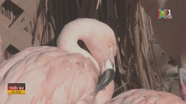 Chile bảo vệ chim hồng hạc trước tác động môi trường