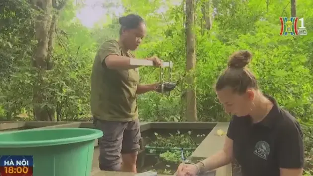 Campuchia nuôi rùa nhằm bảo tồn loài có nguy cơ tuyệt chủng