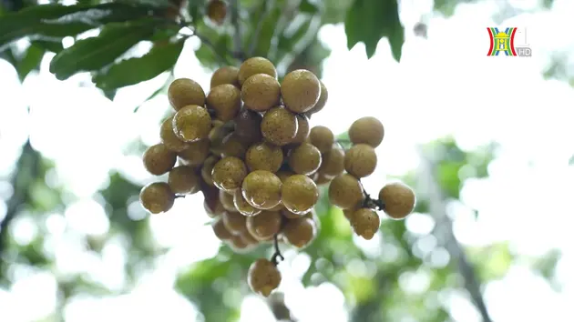 Đài Hà Nội