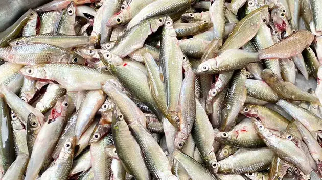 Đài Hà Nội