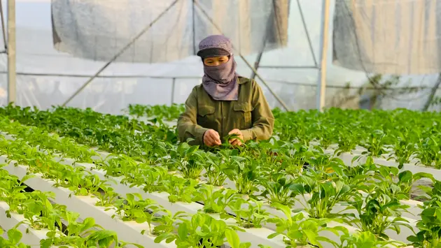 Kiểm soát chuỗi liên kết giữa Hà Nội và các tỉnh | Chuyện ở ngoại thành | 16/08/2024