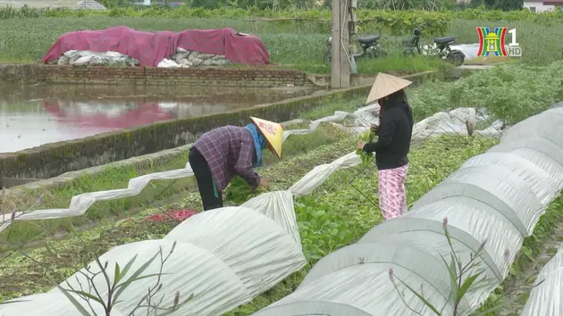 Đài Hà Nội