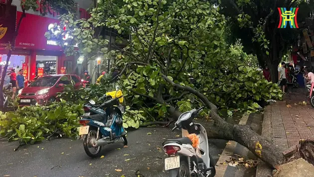 Ảnh hưởng bão số 3, cây đổ trên nhiều phố Hà Nội