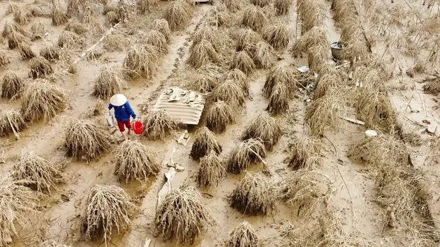 Người trồng đào Nhật Tân, quất Tứ Liên trắng tay sau lũ