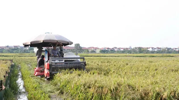 Tập trung thu hoạch nhanh 36.000ha lúa mùa sau bão số 3