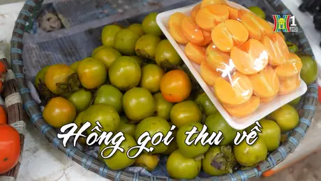 Hồng gọi thu về | Nhịp sống Hà Nội | 18/09/2024