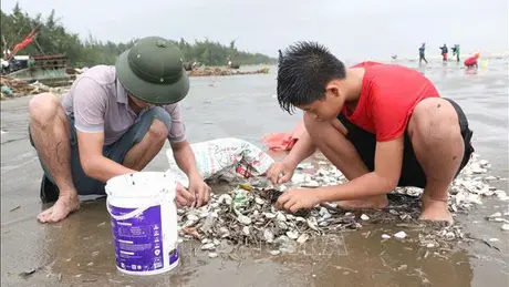 Hàng tấn ngao sò dạt trắng bờ biển Diễn Châu, Nghệ An