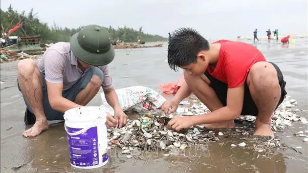 Hàng tấn ngao, sò dạt trắng bờ biển Diễn Châu, Nghệ An