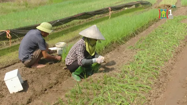 Đài Hà Nội