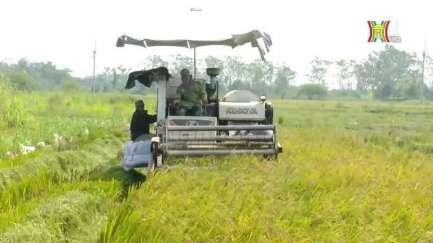 Phục hồi sản xuất sau bão số 3 | Nông nghiệp nông thôn | 03/10/2024