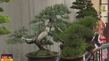 Cây cảnh bonsai: Tạo giá trị kinh tế từ nghệ thuật