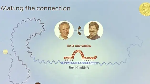 Nobel 2024: Vinh danh 2 nhà khoa học phát hiện ra mircoRNA