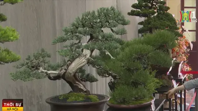 Cây cảnh bonsai: Tạo giá trị kinh tế từ nghệ thuật