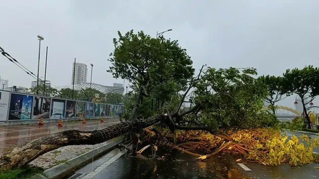 Bão Trà Mi gây sóng lớn, đổ gãy cây xanh tại miền Trung