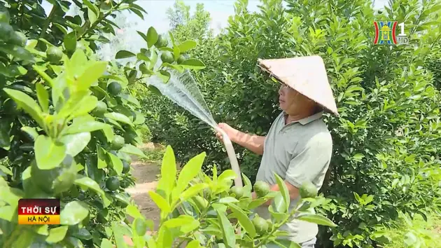 Vùng chuyên canh quất lớn nhất miền Trung vào vụ Tết