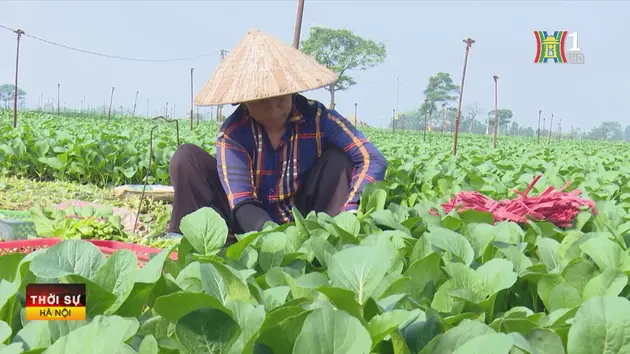 Đài Hà Nội