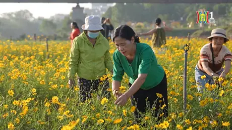 Trồng hoa ở bãi sông Hồng