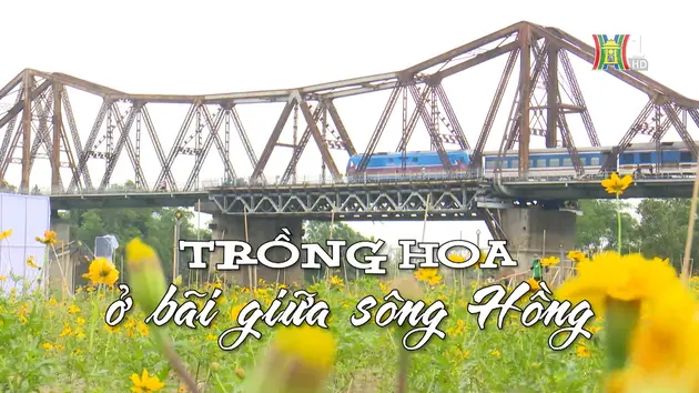 Trồng hoa ở bãi sông Hồng | Nhịp sống Hà Nội | 10/11/2024