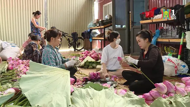 Trà sen Mê Linh | Tự hào hàng Việt Nam | 09/11/2024