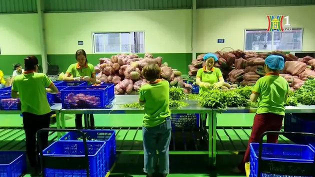 HTX An Phát nâng cao tính chuyên nghiệp trong hoạt động chuỗi | Quản lý chất lượng nông lâm thủy sản | 10/11/2024