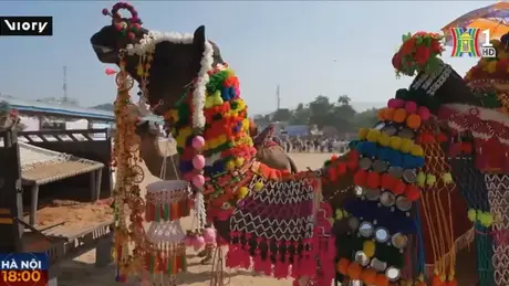 Hội chợ lạc đà Pushkar, Ấn Độ