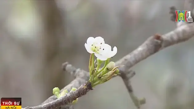 Chưa đến Tết, hoa rừng đã xuống phố