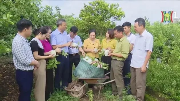 Hoài Đức phát triển nông nghiệp đô thị