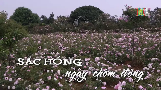 Sắc hồng ngày chớm Đông | Nhịp sống Hà Nội | 04/12/2024