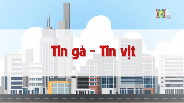 Tin gà - Tin vịt | Chuyện quanh ta | 04/12/2024