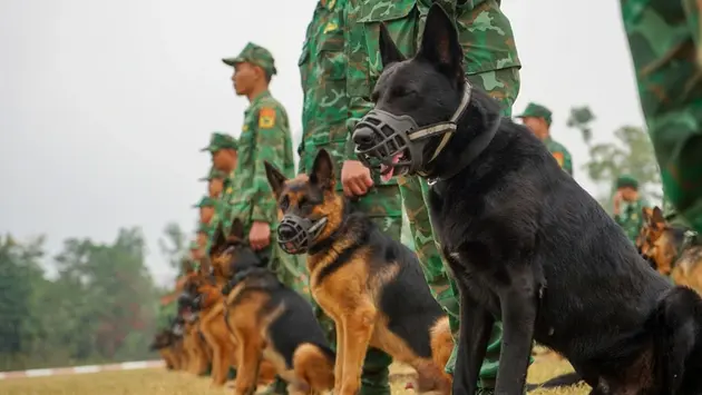 Quân khuyển cứu hộ Làng Nủ tham gia Triển lãm Quốc phòng