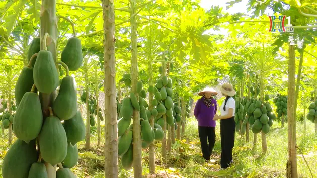 Vinh Hà - Hành trình gieo mầm trên đất quê hương | Quản lý chất lượng nông, lâm, thủy sản | 08/12/2024