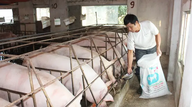 Kiểm soát ATTP chăn nuôi dịp cuối năm | Nhận biết an toàn thực phẩm | 08/12/2024