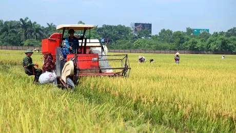 Diện mạo mới của Nông nghiệp Thủ đô | Phát triển Nông nghiệp Nông thôn | 06/12/2024