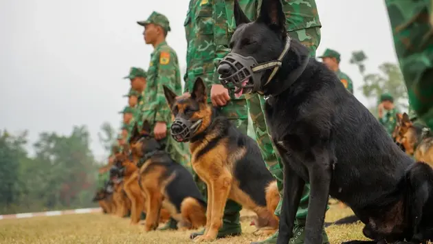 Quân khuyển: Từ cứu hộ làng Nủ đến Triển lãm Quốc phòng