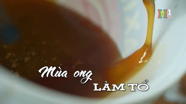 Mùa ong làm tổ | Nhịp sống Hà Nội | 17/12/2024